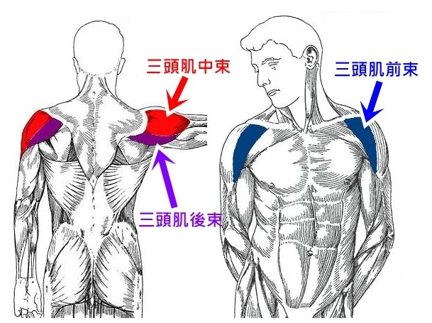 打造黄金狗头肩，你需要这份健身指南